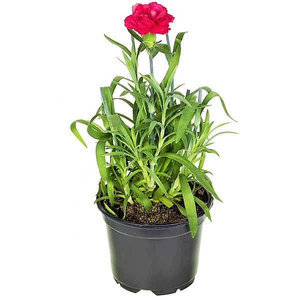 Dianthus Caryophyllus, Carnation (small)