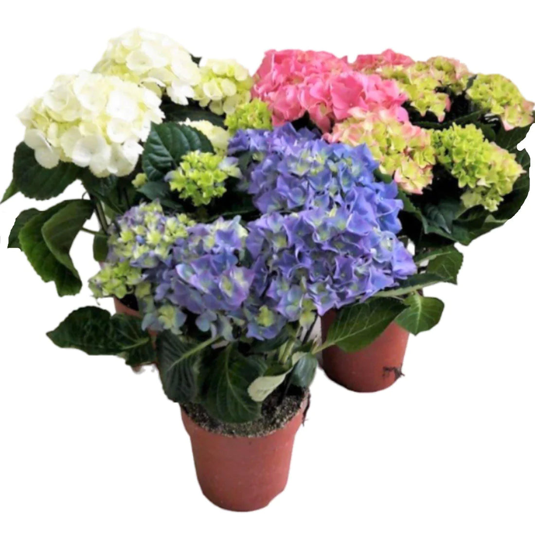 Hydrangea Mix