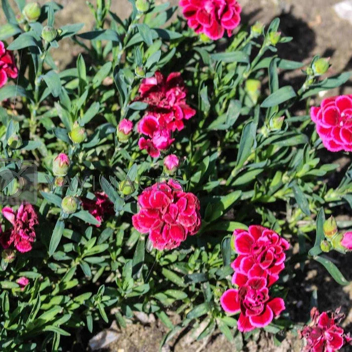 Dianthus Caryophyllus, Carnation (small)