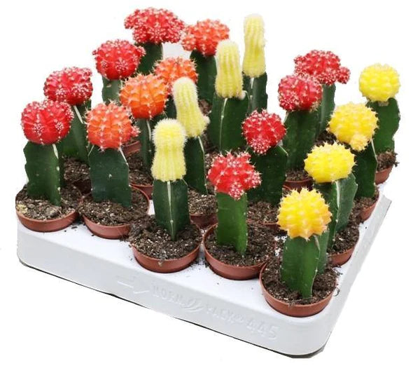 Gymnocalycium mix