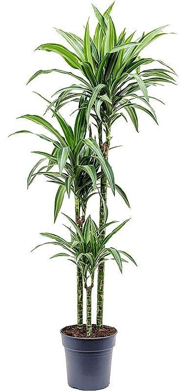 Dracaena Fragrans, Deremensis, Ulises, Ulysses