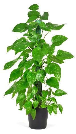 Money Plant, Epipremnum Aureum Mosstok