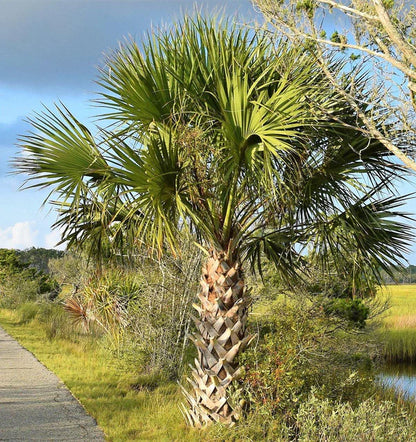 Sabal Palm, Sabal palmetto, Cabbage Palmetto, Carolina Palmetto