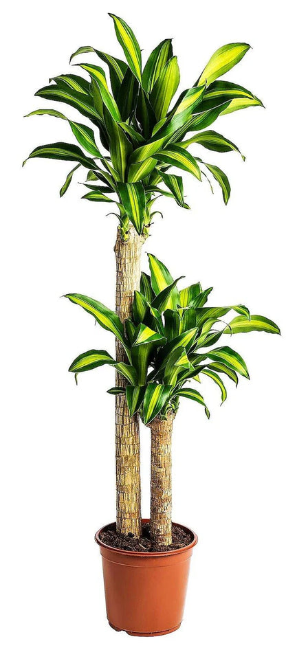 Dracaena Fragrans, Massangeana