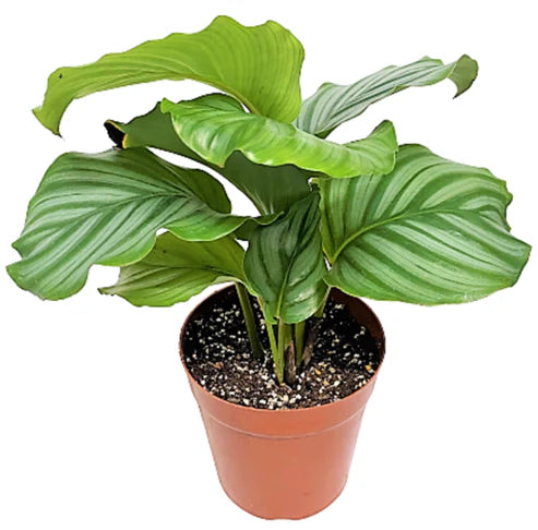 Calathea Orbifolia