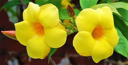 Allamanda Cathartica, Golden Trumpet