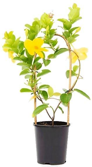 Yellow Bell Climber, Mandevilla Splendens