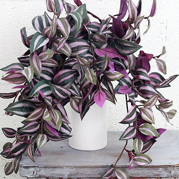 Tradescantia zebrina , Wandering Jew