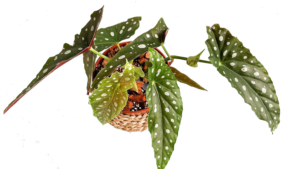 Polka Dot begonia, Begonia Maculata