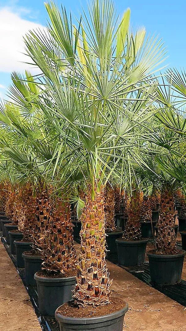 Wax Palm, Copernicia Prunifera