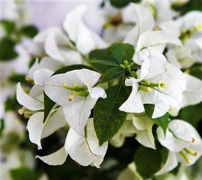 Bougainvillea Glabra White