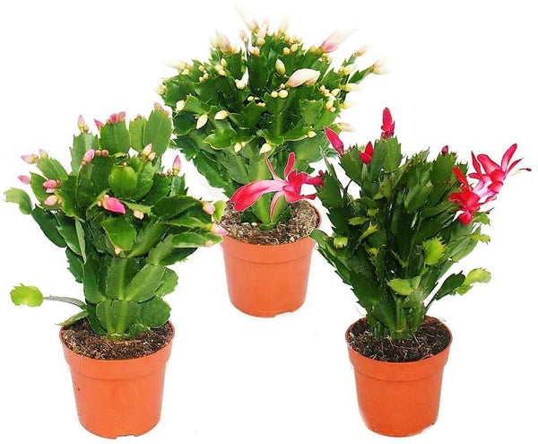 Christmas Cactus