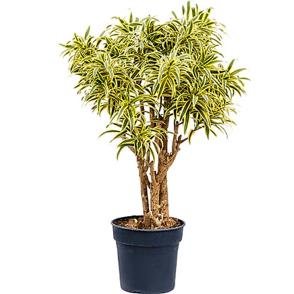 Dracaena Reflexa, Song of India, Pleomele