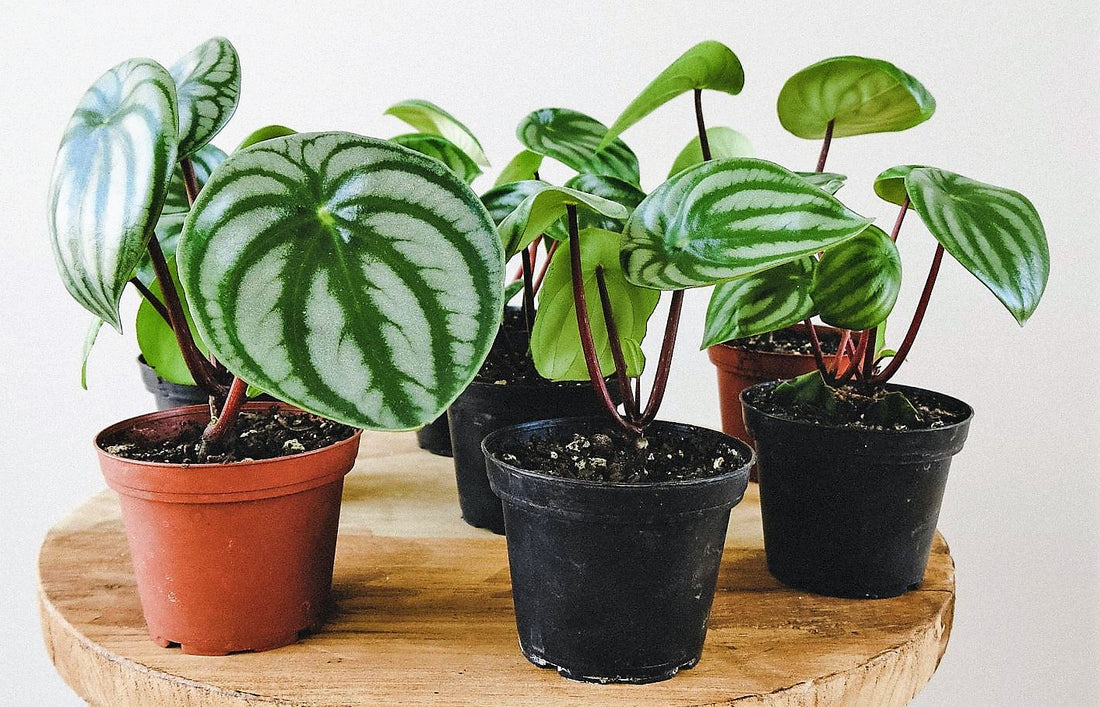 Watermelon Peperomia, Peperomia Argyreia