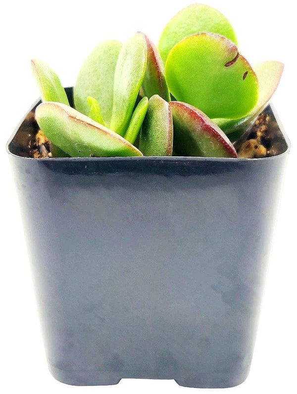 Crassula ovata Mini, Dollar Plant, Jade Plant