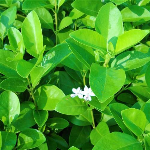 Clerodendrum inerme, Wild Jasmine