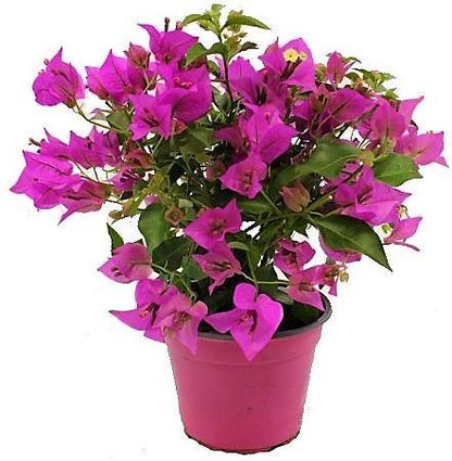 Bougainvillea Alexandra , Purple Paper Flower