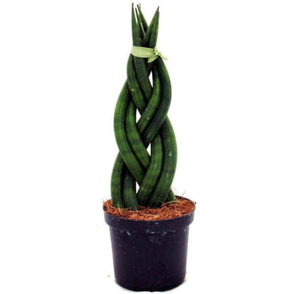 African spear , Sansevieria Cylindrica