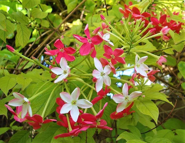 Rangoon Creeper , Quisqualis Indica, Red Jasmine