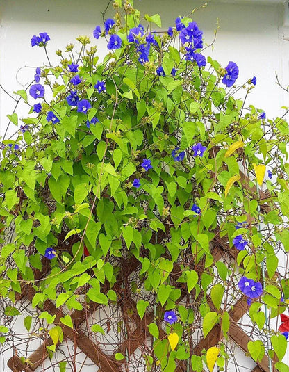 Jacquemontia Pentantha, Sky Blue Cluster Vine