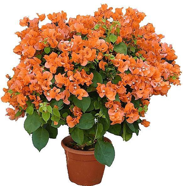 Bougainvillea Spectabilis Orange