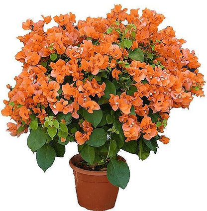 Bougainvillea Spectabilis Orange