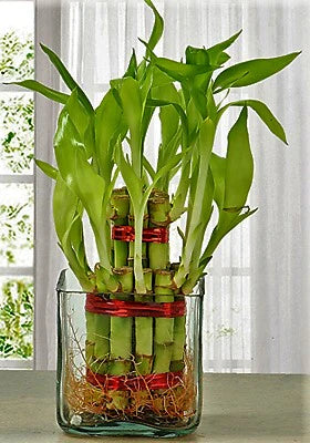 Lucky Bamboo Steps, Dracaena Sanderiana