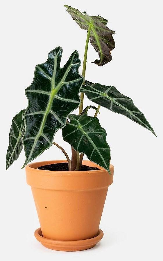 Alocasia Polly ,Elephant Ear, African Shield