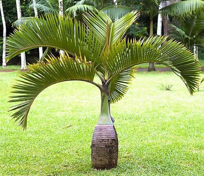 Bottle Palm, Hyophorbe Lagenicaulis