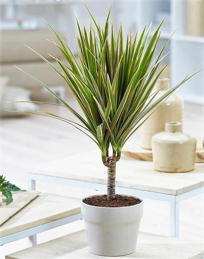 Dracaena Draco, Drago, Dragon Tree