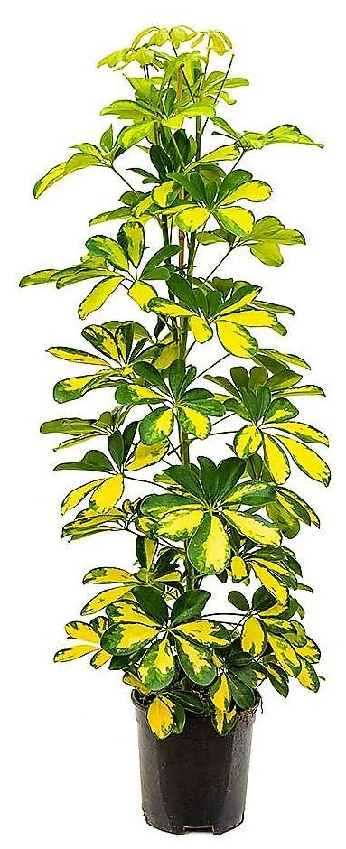 Schefflera Arboricola, Gold Capella, Dwarf Umbrella Tree