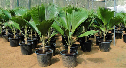 Fiji Fan Palm, Pritchardia Pacifica