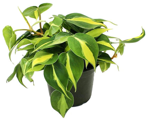 Philodendron Brasil, Heartleaf Philodendron