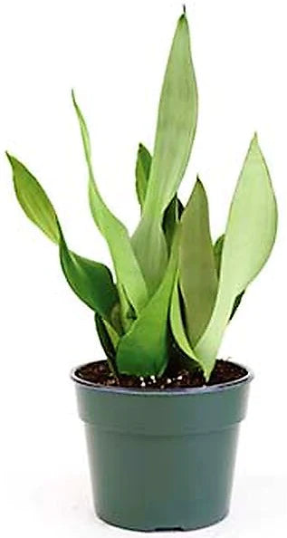 Snake Plant MoonShine, Sansevieria trifasciata