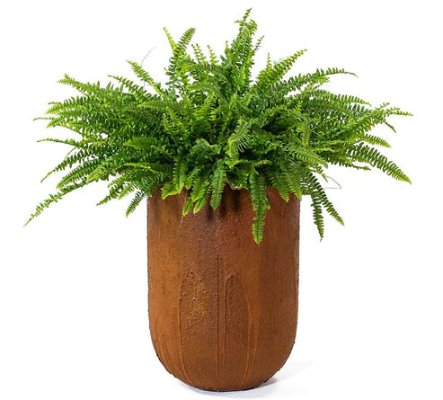 Nephrolepis exaltata, Green Lady, Boston Fern or Sword Fern