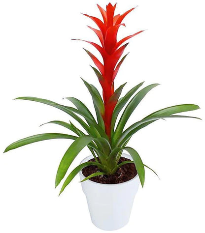 Guzmania Red Yellow Orange Plants, Scarlet Star