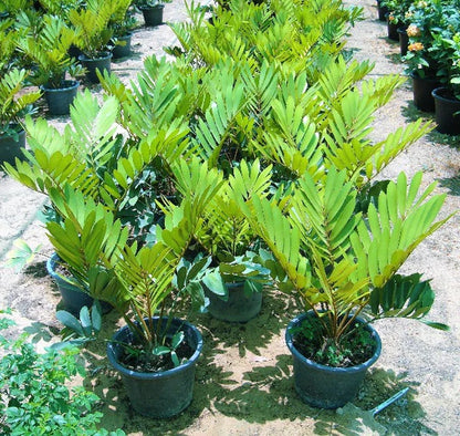 Cardboard Palm, Zamia Furfuracea