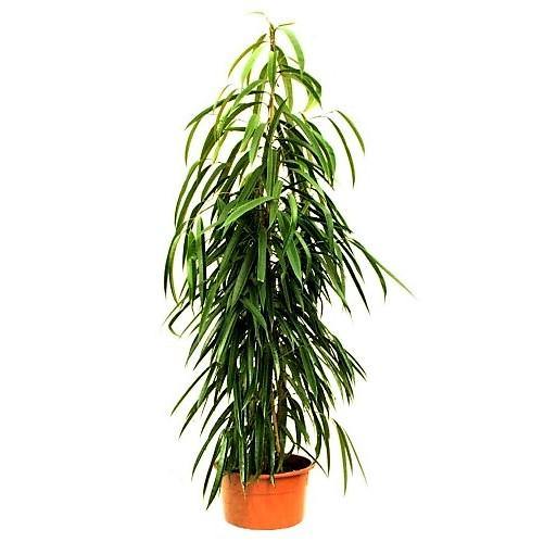 Ficus Amstel Queen Cone