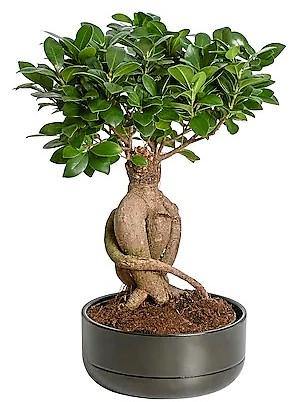 Ficus Ginseng Bonsai