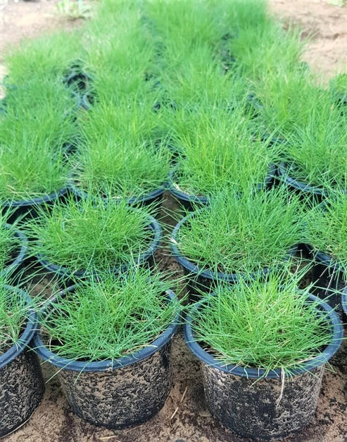 Zoysia Japonica, Korean Lawn Grass