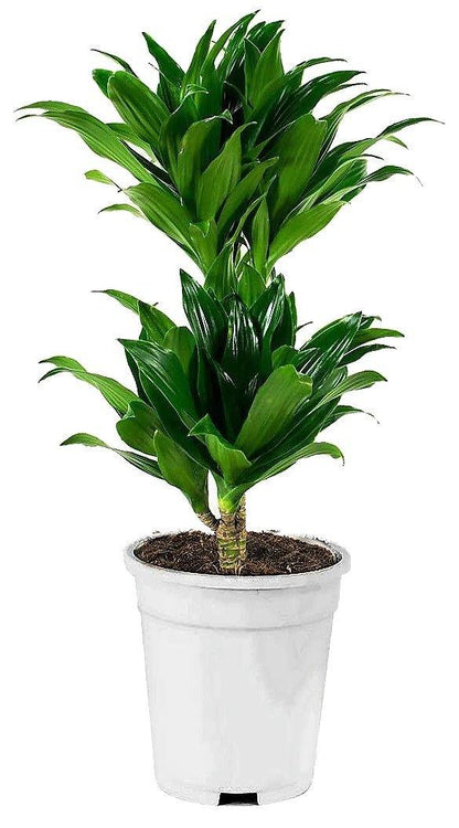 Dracaena Fragrans, Compacta