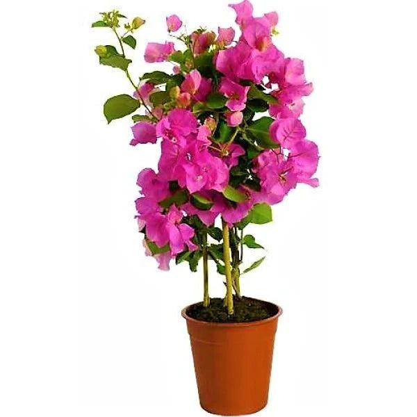 Bougainvillea Spectabilis Pink