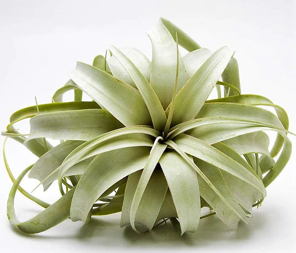 Tillandsia Xerographica