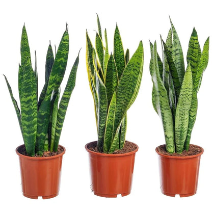 Snake Plant, Sansevieria Trifasciata, Laurentii, indoor