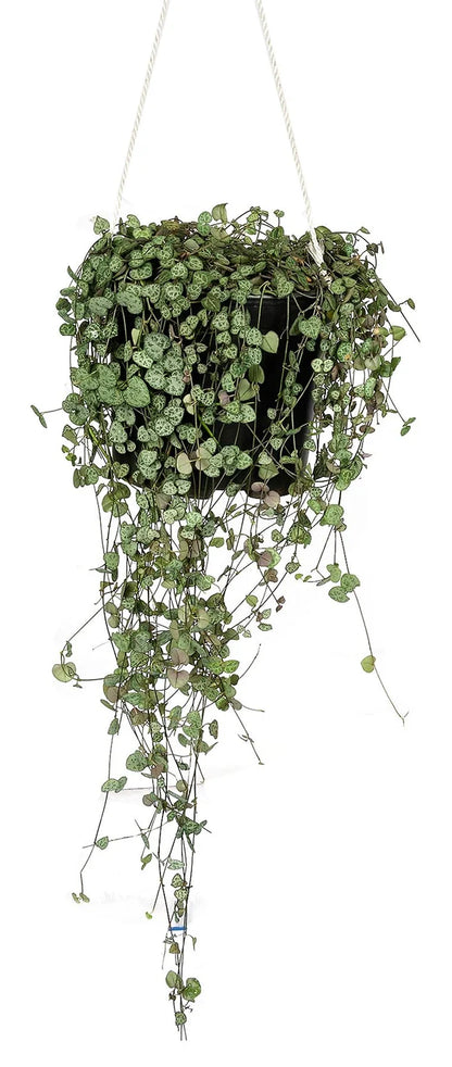 String of Hearts, Ceropegia Woodii