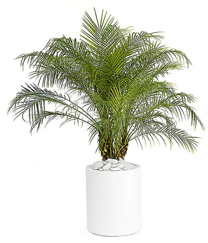 Phoenix Roebelenii, Miniature Date Palm, Dwarf Pygmy Date palm