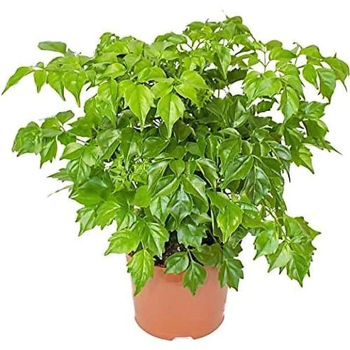 China Doll Plant