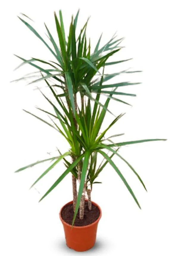 Dracaena Marginata