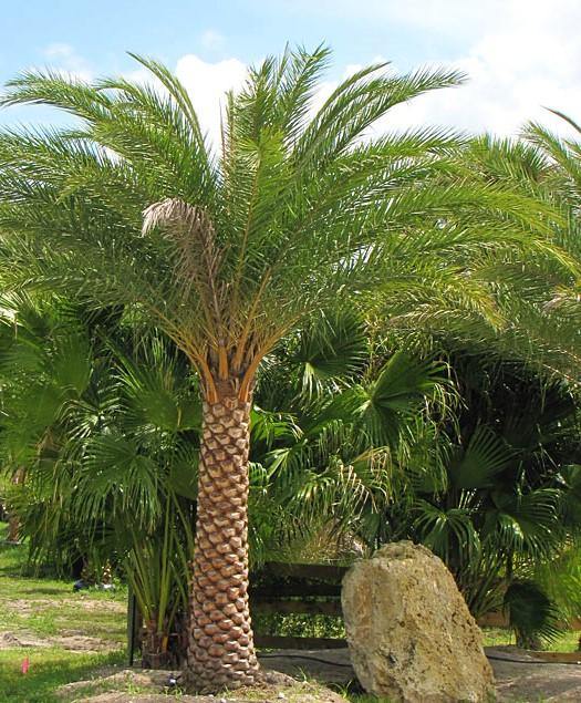 Silver Date Palm, Phoenix Sylvestris, Wild Date Palm