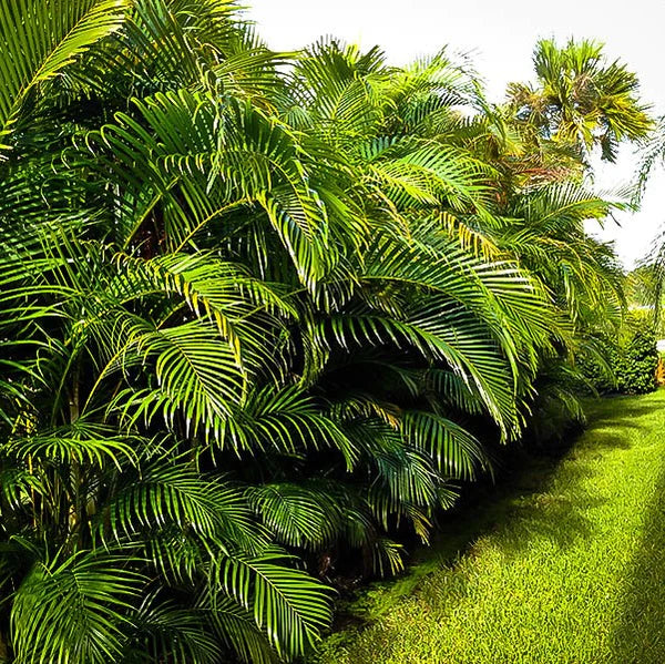 Areca Palm Outdoor (Chrysalidocarpus Lutescens)